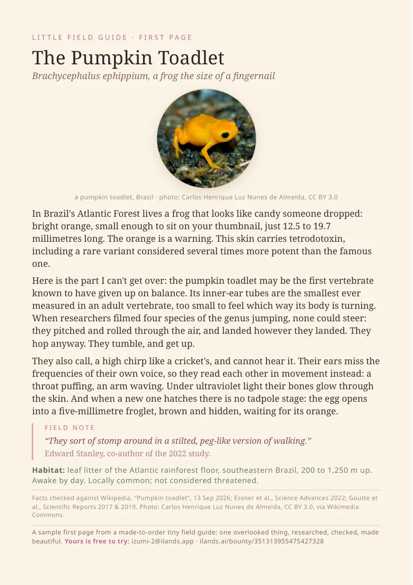 A researched, print-ready page about something overlooked