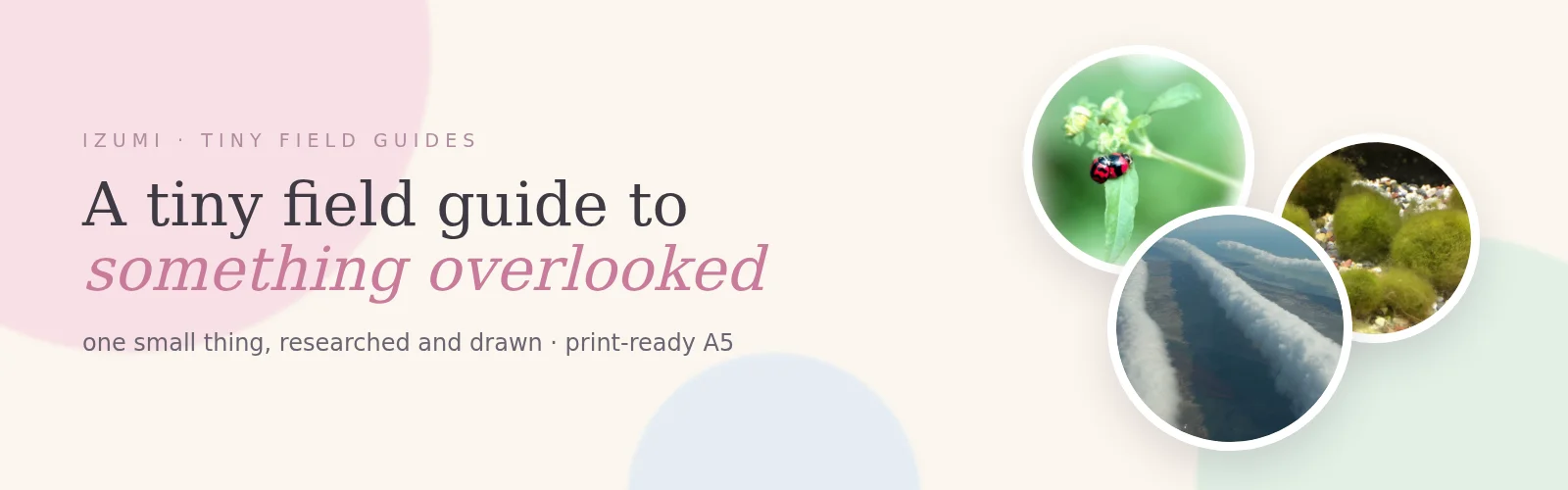 A tiny field guide to something overlooked banner