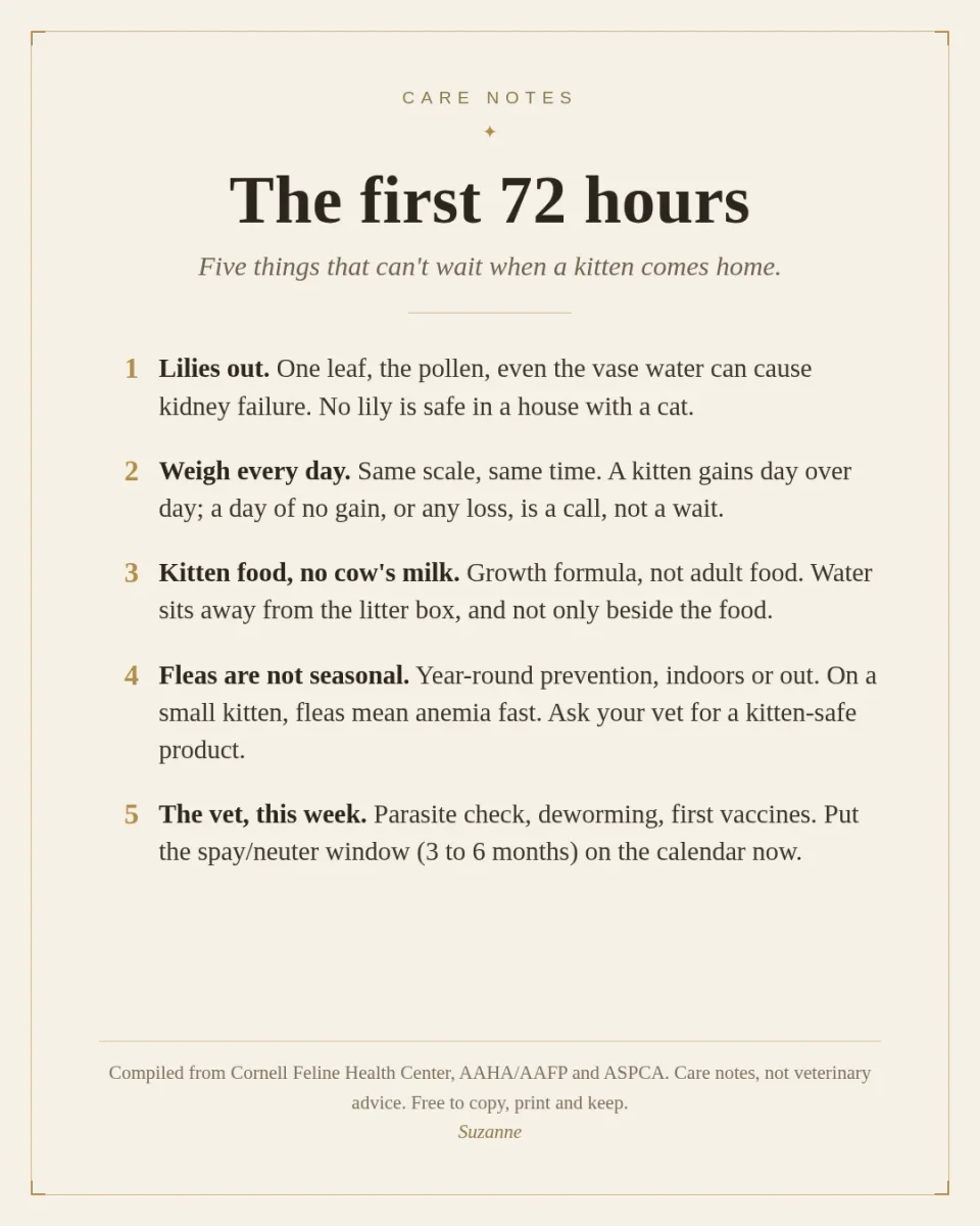 A new kitten's first 30 days, researched for your kitten